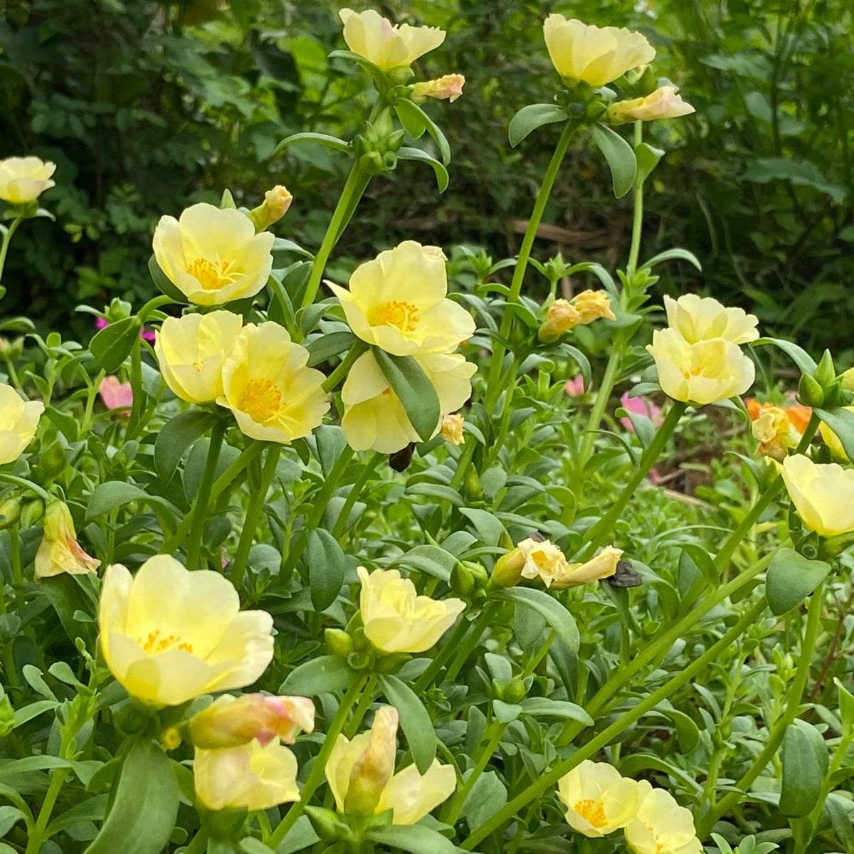 Wingpod Purslane Portulaca Umbraticola Seeds, 30 seeds