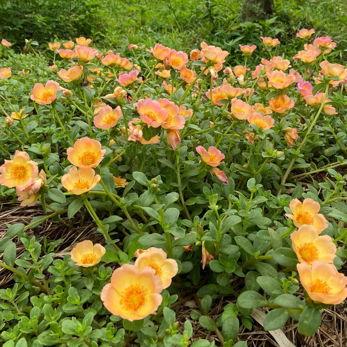 Wingpod Purslane Portulaca Umbraticola Seeds, 30 seeds