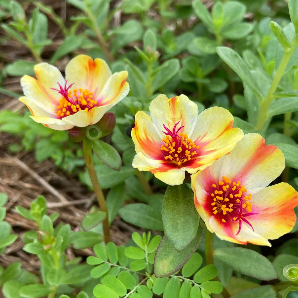 Wingpod Purslane Portulaca Umbraticola Seeds, 30 seeds