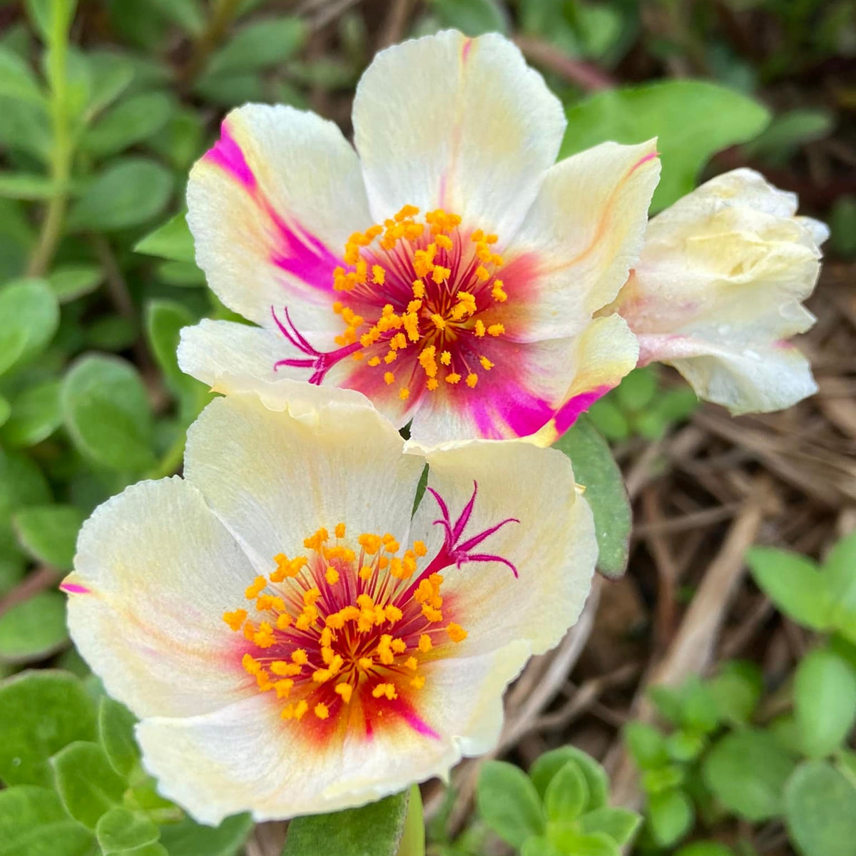 Wingpod Purslane Portulaca Umbraticola Seeds, 30 seeds