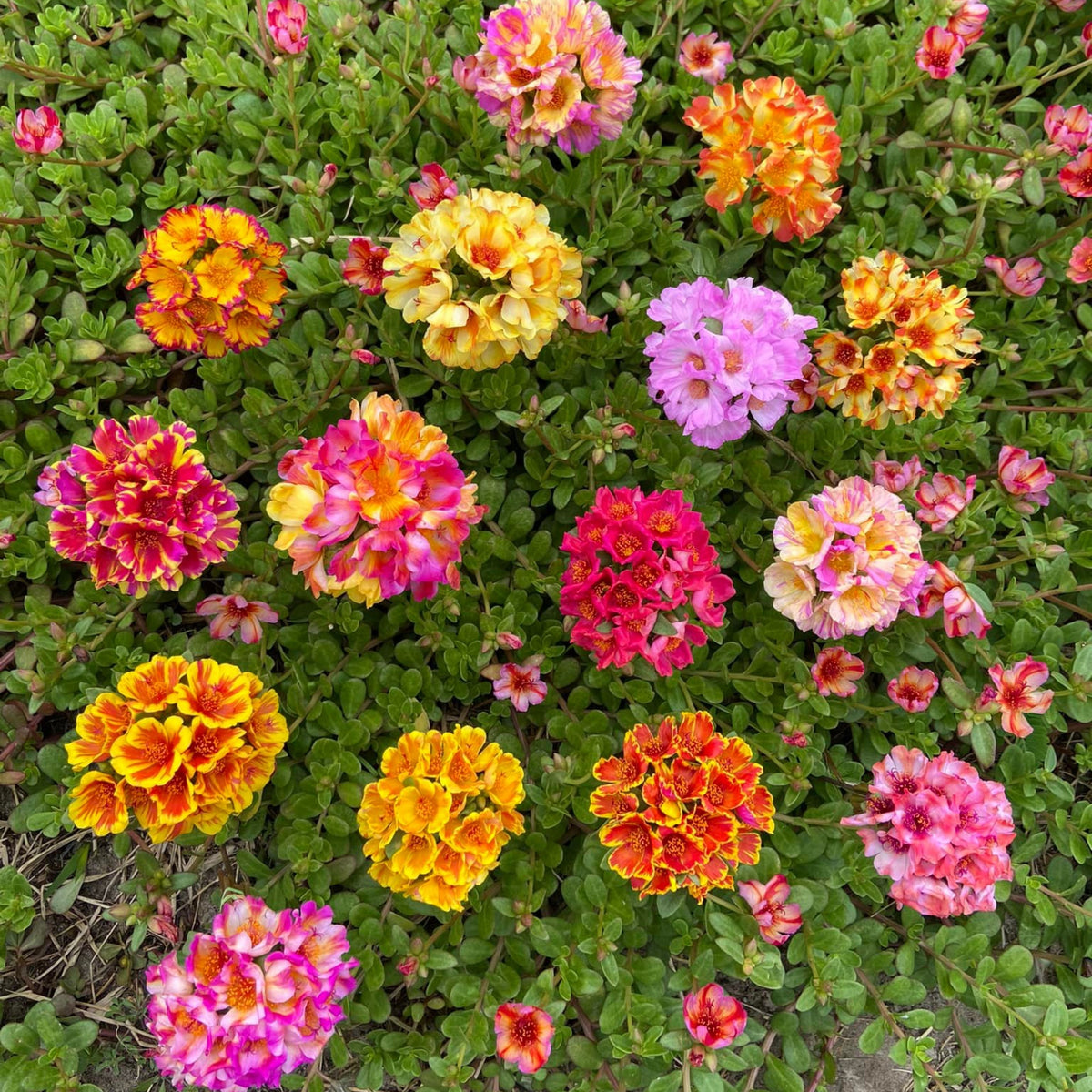 Wingpod Purslane Portulaca Umbraticola Seeds, 30 seeds