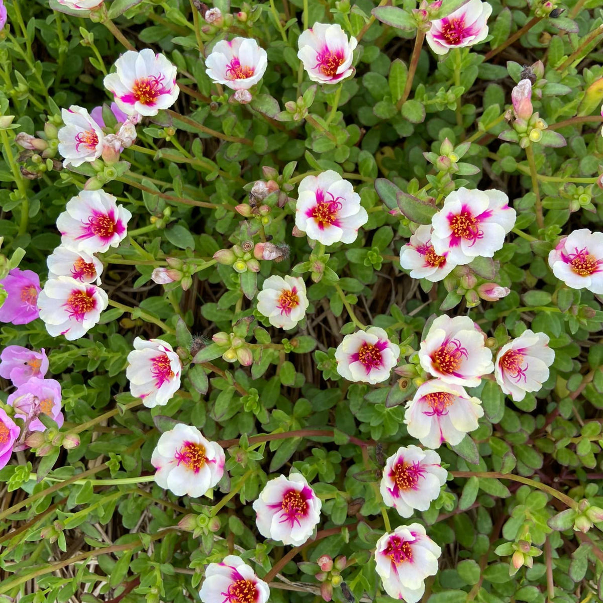 Wingpod Purslane Portulaca Umbraticola Seeds, 30 seeds