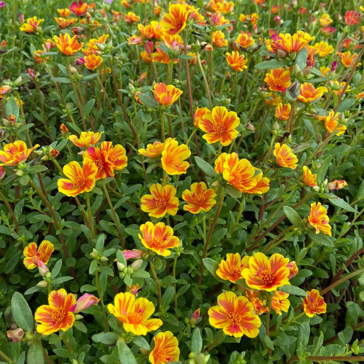 Wingpod Purslane Portulaca Umbraticola Seeds, 30 seeds