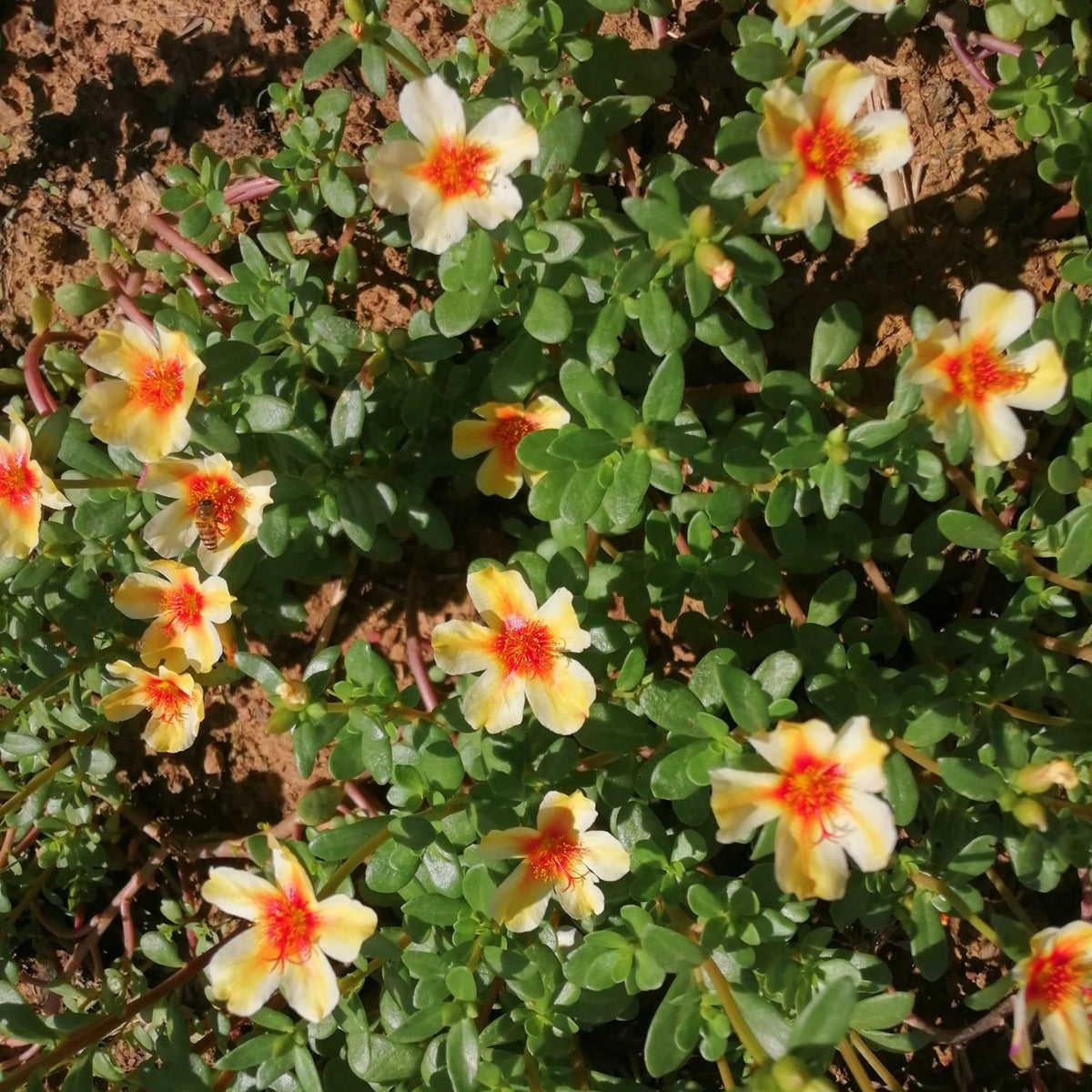 Wingpod Purslane Portulaca Umbraticola Seeds, 30 seeds