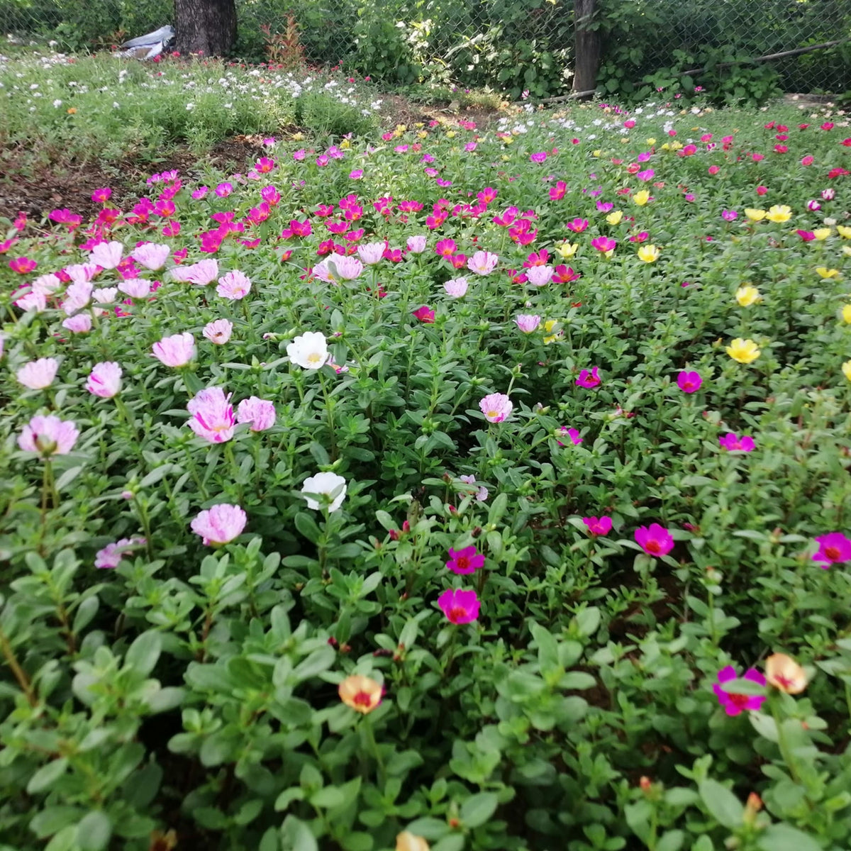 Wingpod Purslane Portulaca Umbraticola Seeds, 30 seeds