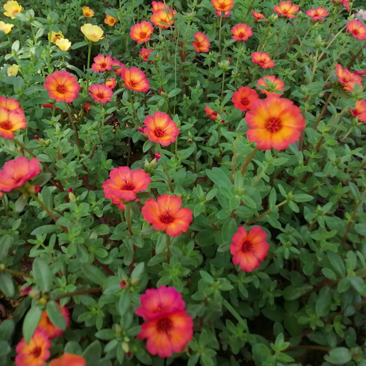 Wingpod Purslane Portulaca Umbraticola Seeds, 30 seeds