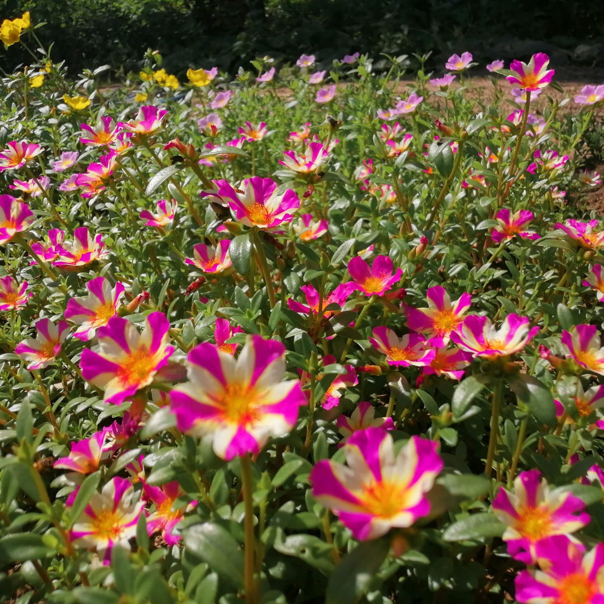 Wingpod Purslane Portulaca Umbraticola Seeds, 30 seeds