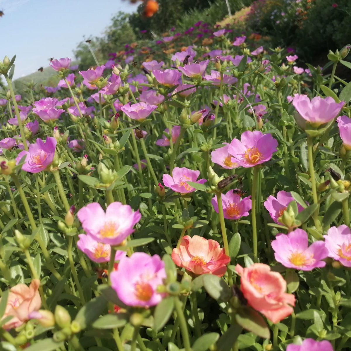 Wingpod Purslane Portulaca Umbraticola Seeds, 30 seeds