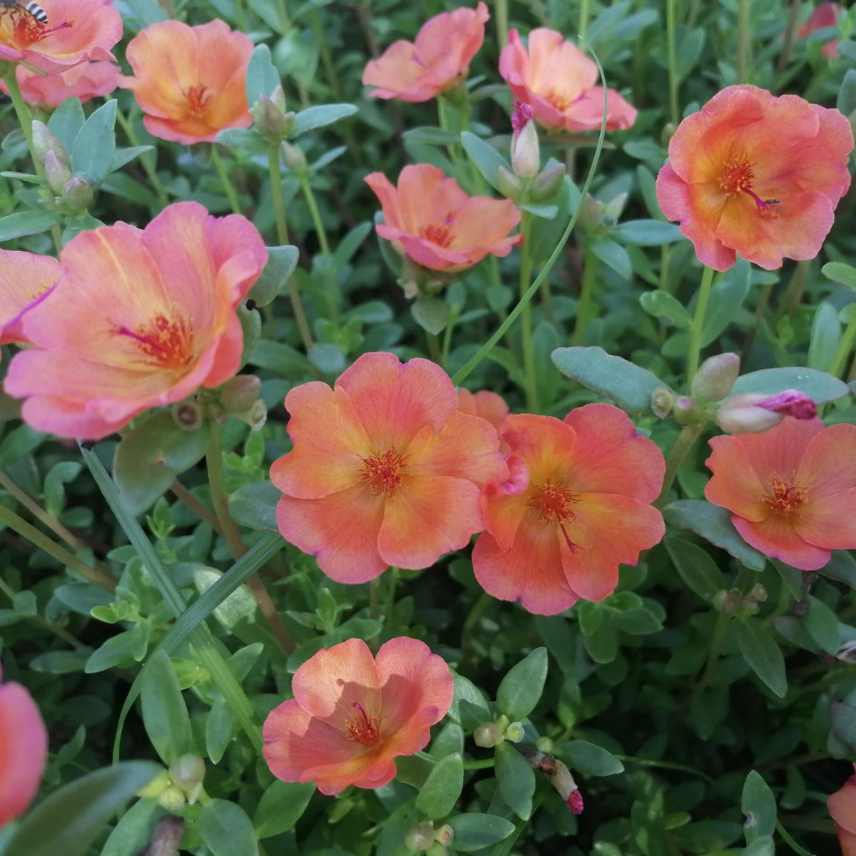 Wingpod Purslane Portulaca Umbraticola Seeds, 30 seeds