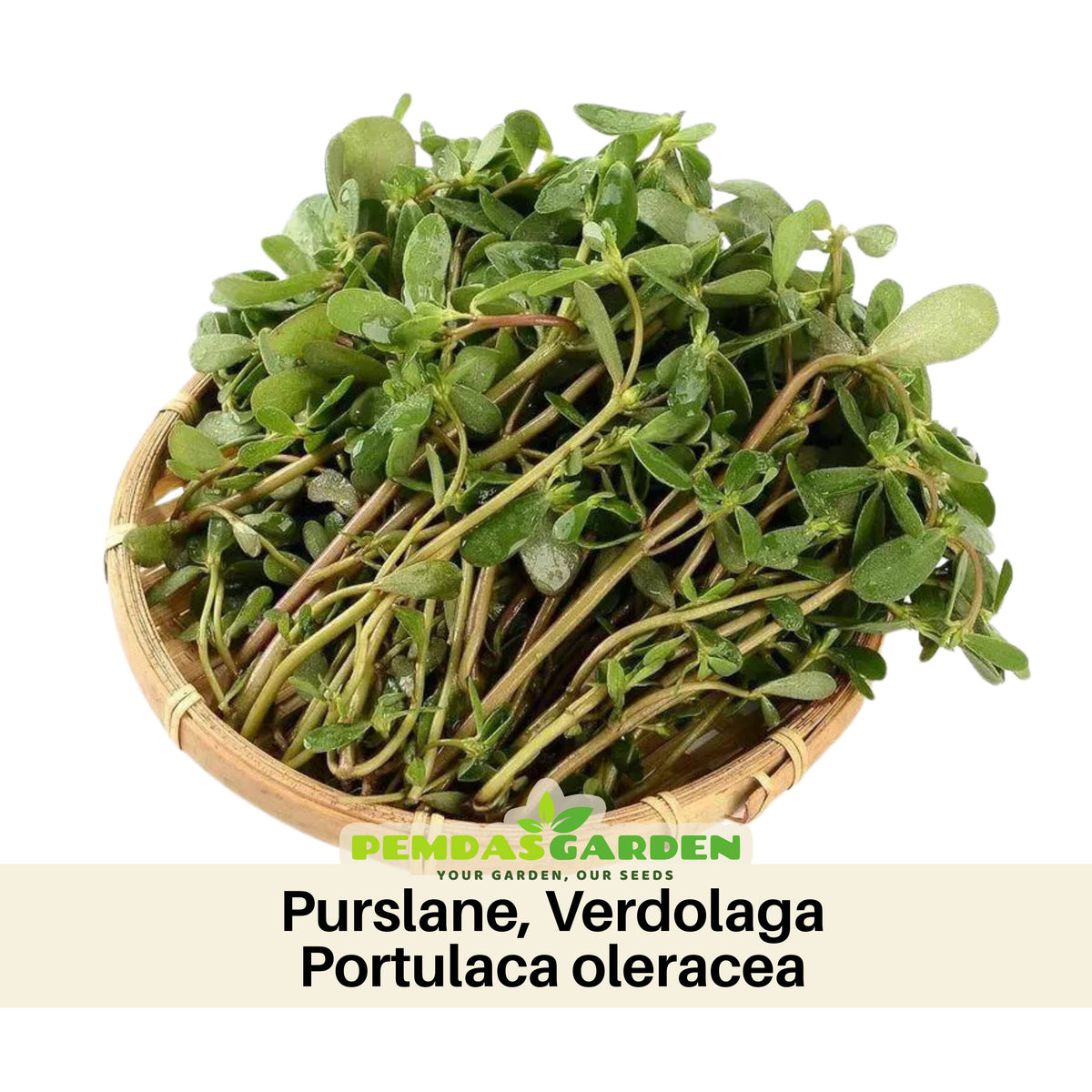 Portulaca Oleracea Seeds - Moss Rose Seeds, Purslanes Seeds, 30 seeds