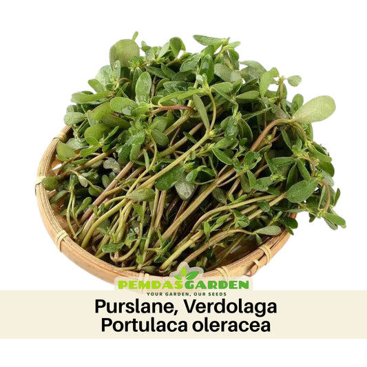 Portulaca Oleracea Seeds - Moss Rose Seeds, Purslanes Seeds, 30 seeds