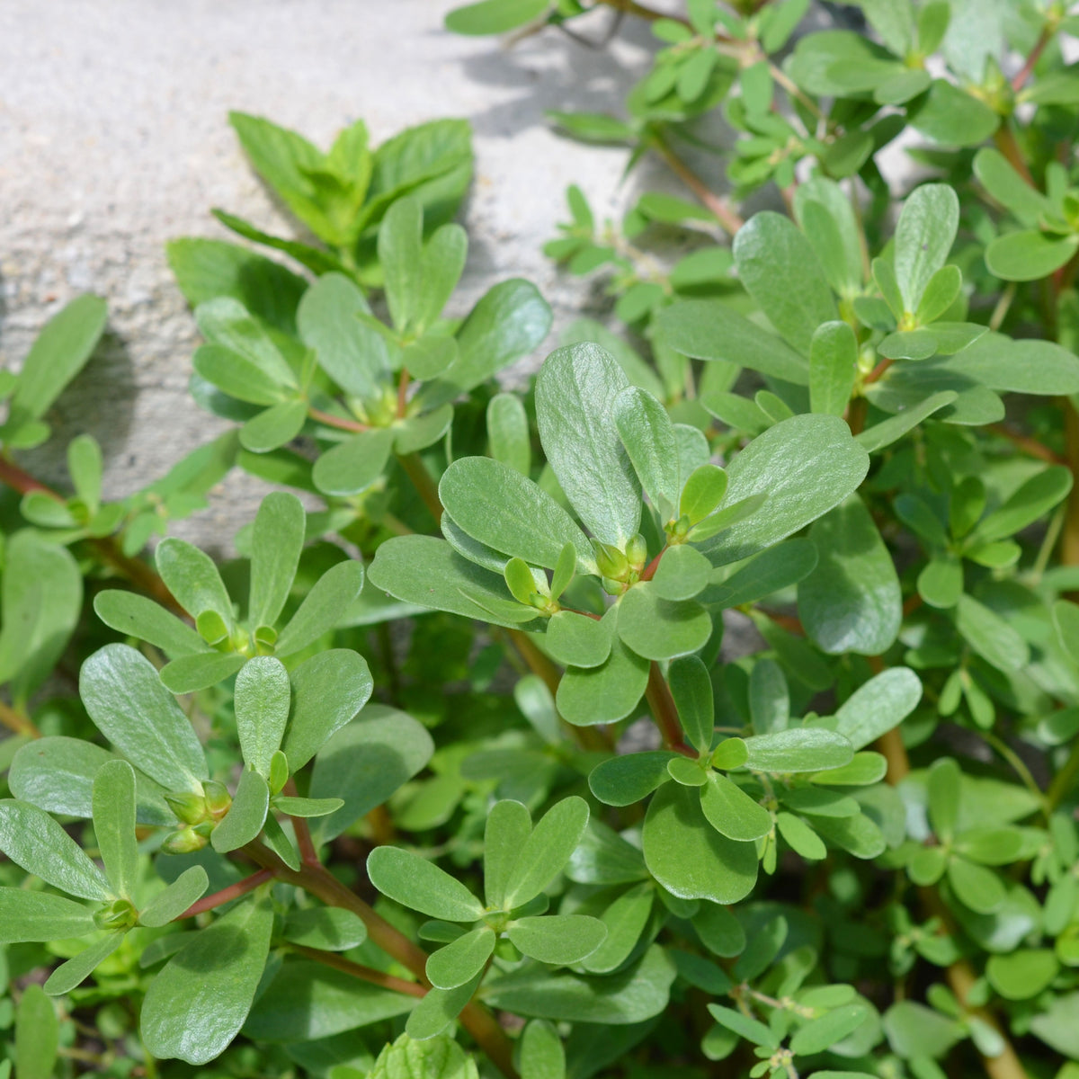 Portulaca Oleracea Seeds - Moss Rose Seeds, Purslanes Seeds, 30 seeds