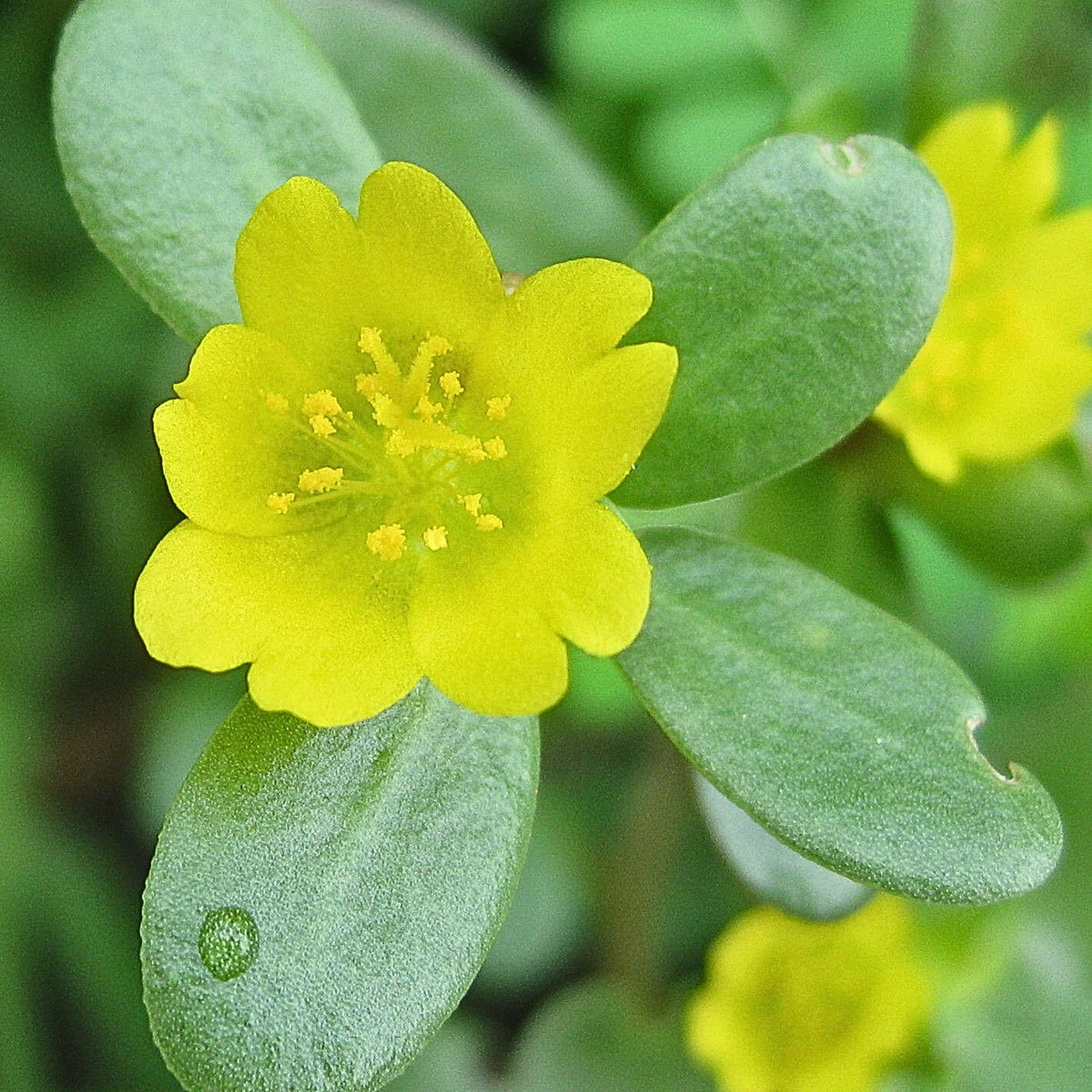 Portulaca Oleracea Seeds - Moss Rose Seeds, Purslanes Seeds, 30 seeds