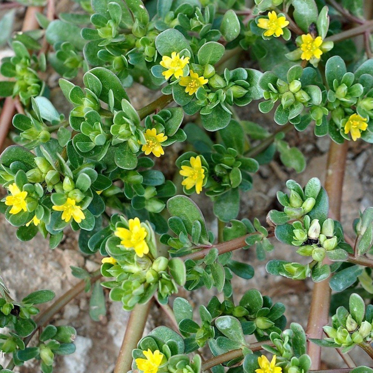 Portulaca Oleracea Seeds - Moss Rose Seeds, Purslanes Seeds, 30 seeds
