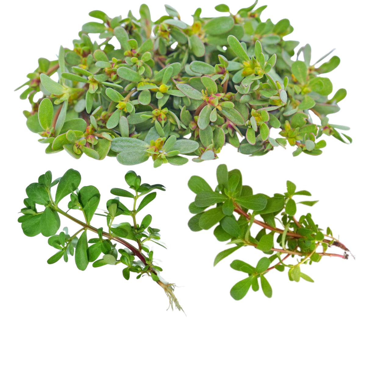 Portulaca Oleracea Seeds - Moss Rose Seeds, Purslanes Seeds, 30 seeds