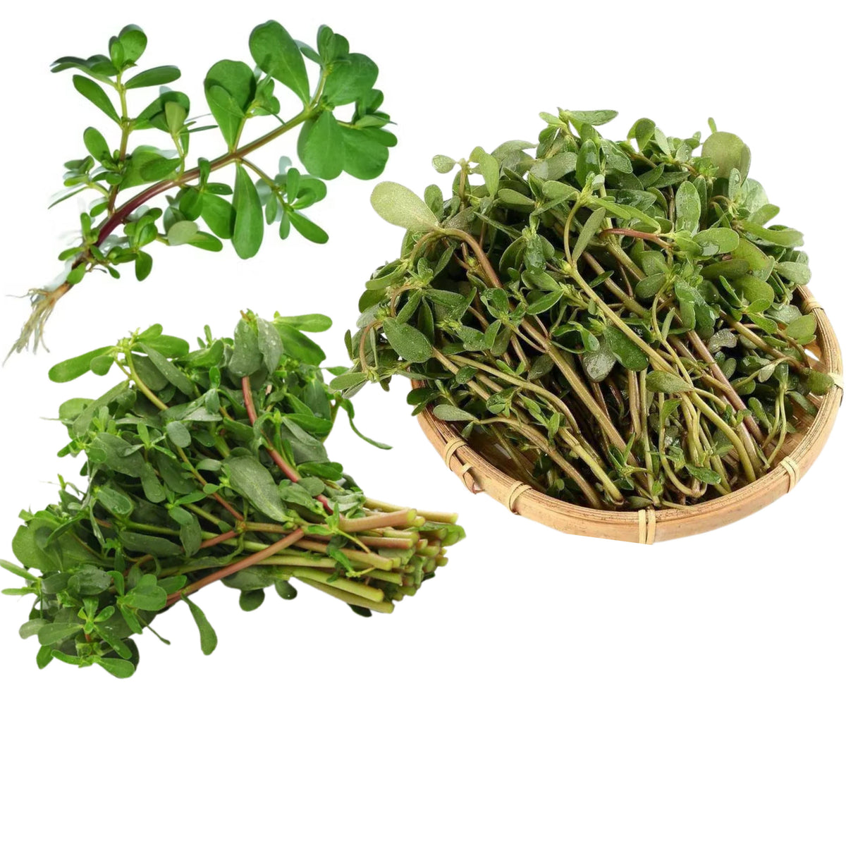 Portulaca Oleracea Seeds - Moss Rose Seeds, Purslanes Seeds, 30 seeds