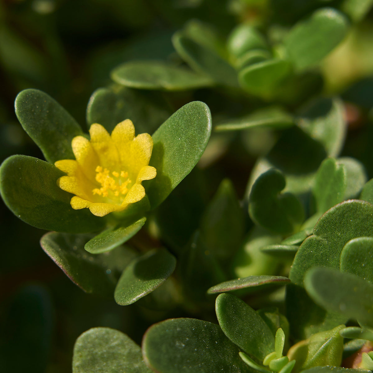 Portulaca Oleracea Seeds - Moss Rose Seeds, Purslanes Seeds, 30 seeds