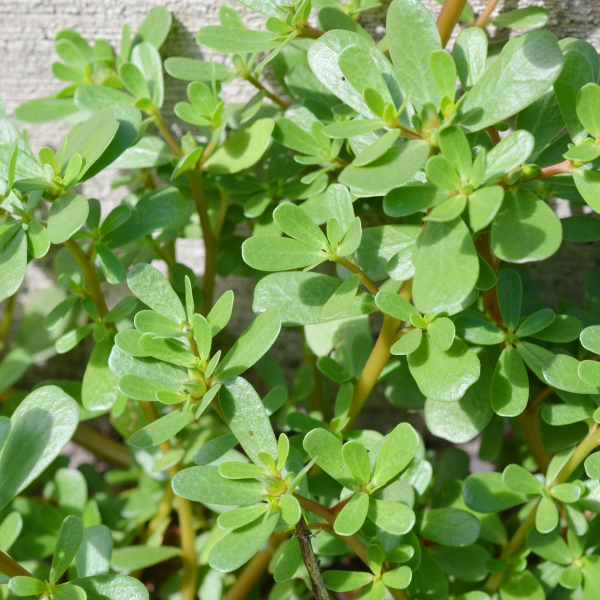 Portulaca Oleracea Seeds - Moss Rose Seeds, Purslanes Seeds, 30 seeds