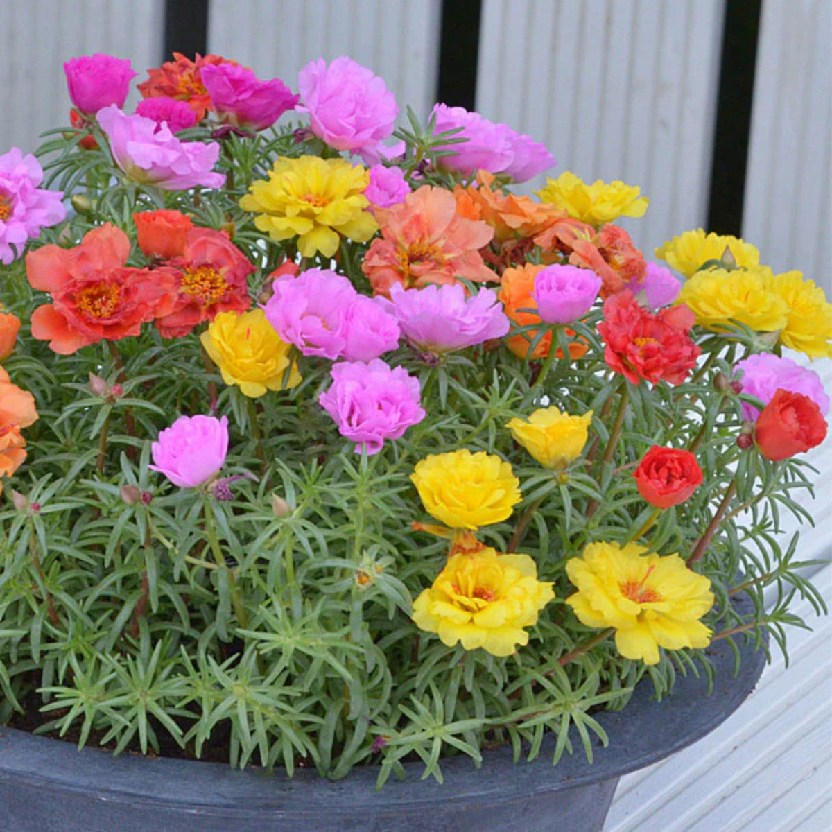 Moss Rose 'Happy Hour' Seeds - Moss Rose Seeds, 30 seeds