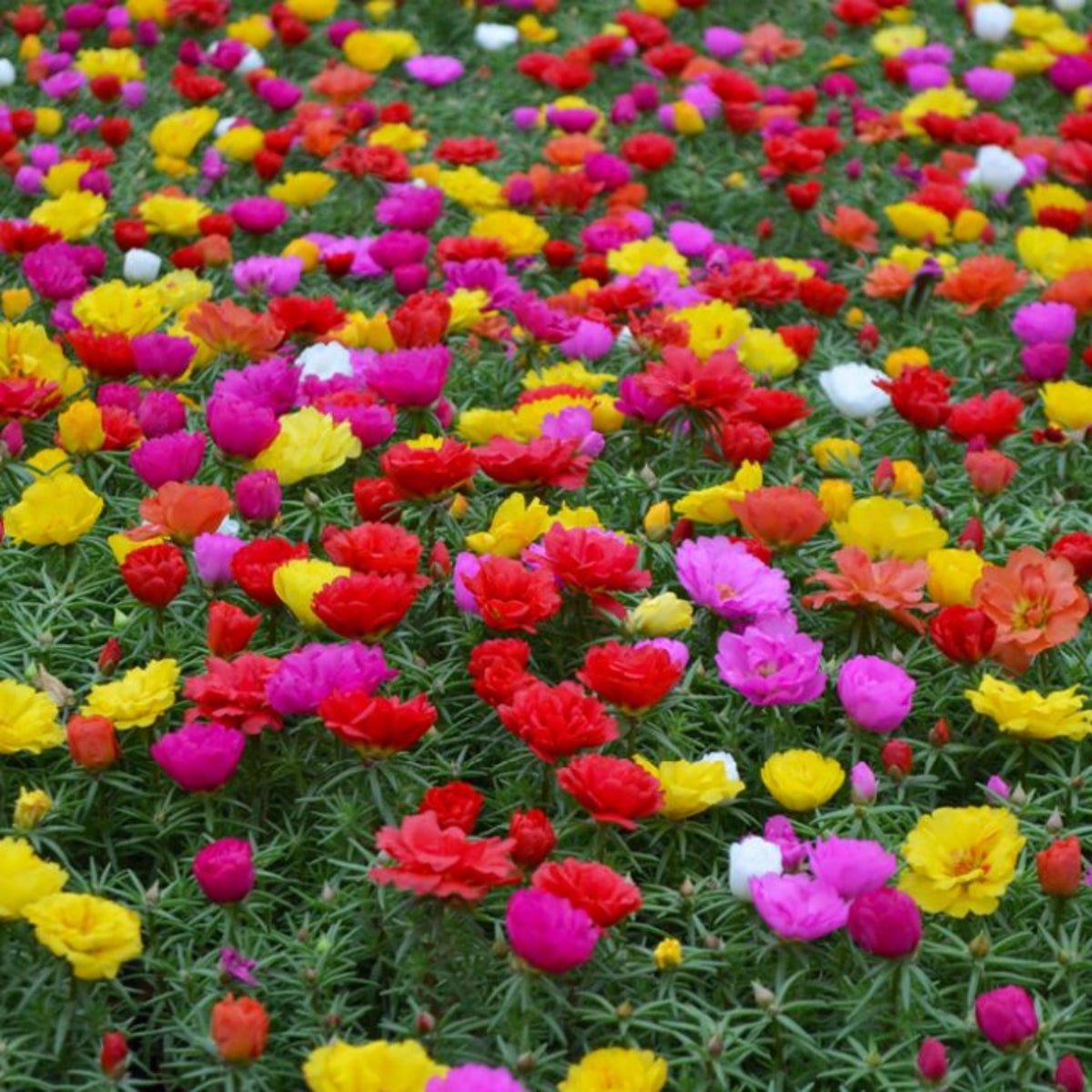 Moss Rose 'Happy Hour' Seeds - Moss Rose Seeds, 30 seeds