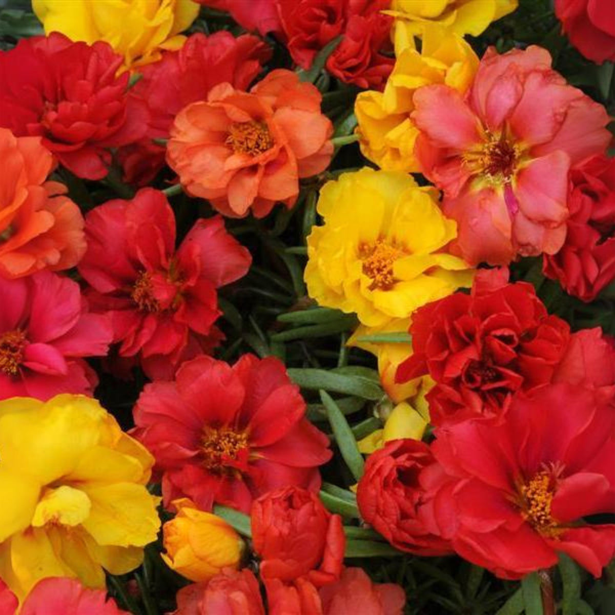 Moss Rose 'Happy Hour' Seeds - Moss Rose Seeds, 30 seeds
