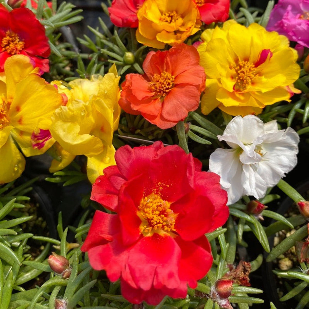 Moss Rose 'Happy Hour' Seeds - Moss Rose Seeds, 30 seeds