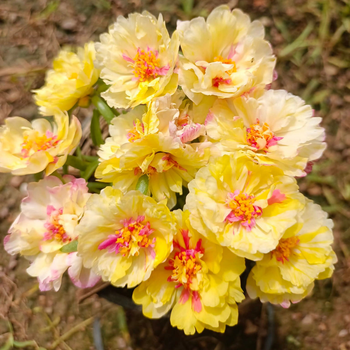 Portulaca 'Sundial Mix' Seeds - Moss Rose Seeds, 30 seeds