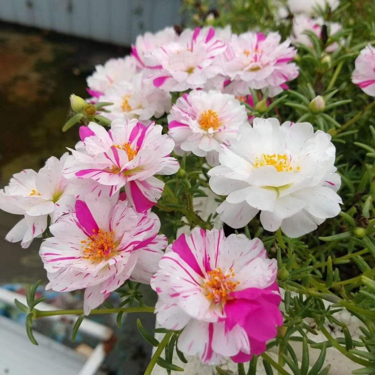 Portulaca 'Sundial Mix' Seeds - Moss Rose Seeds, 30 seeds