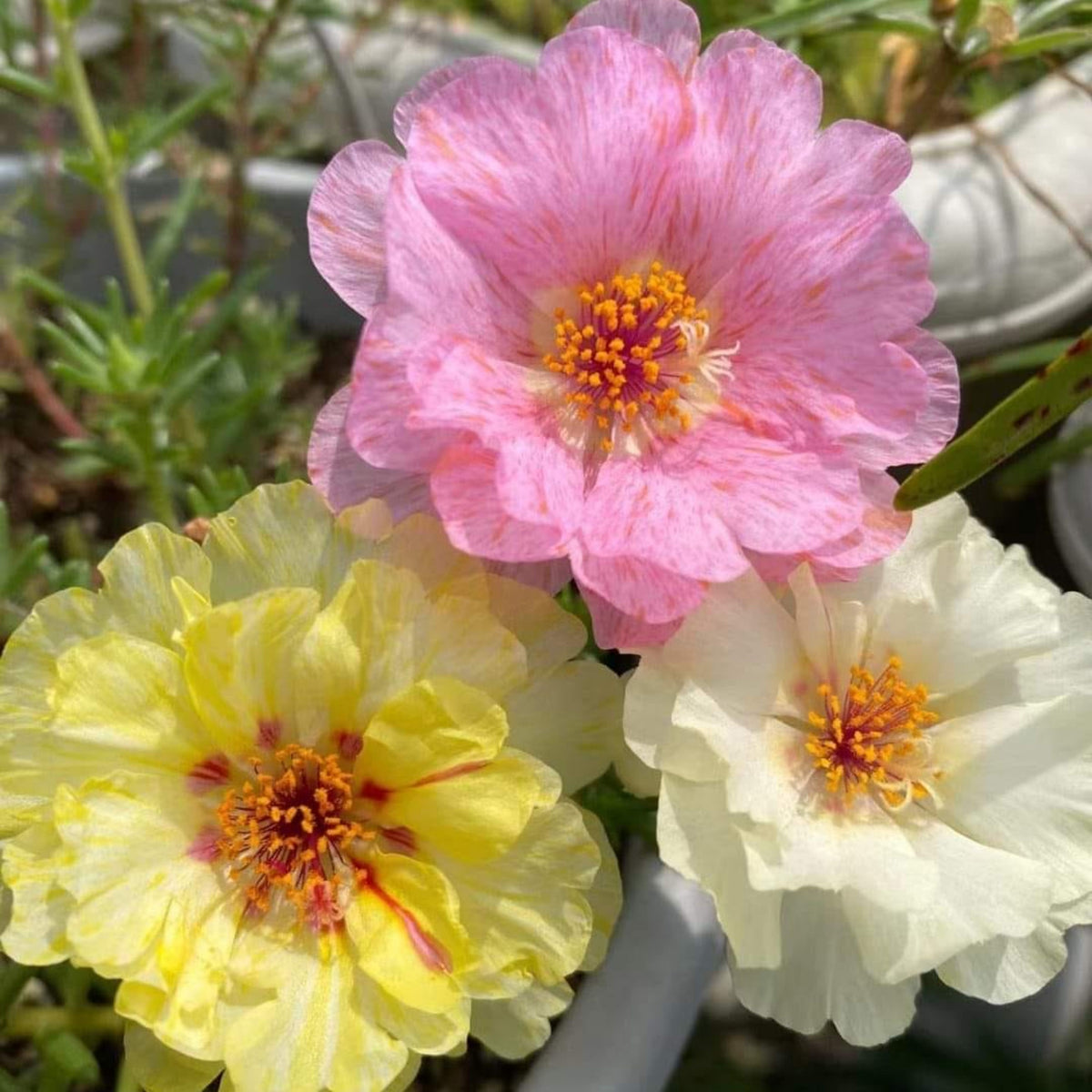 Portulaca 'Sundial Mix' Seeds - Moss Rose Seeds, 30 seeds