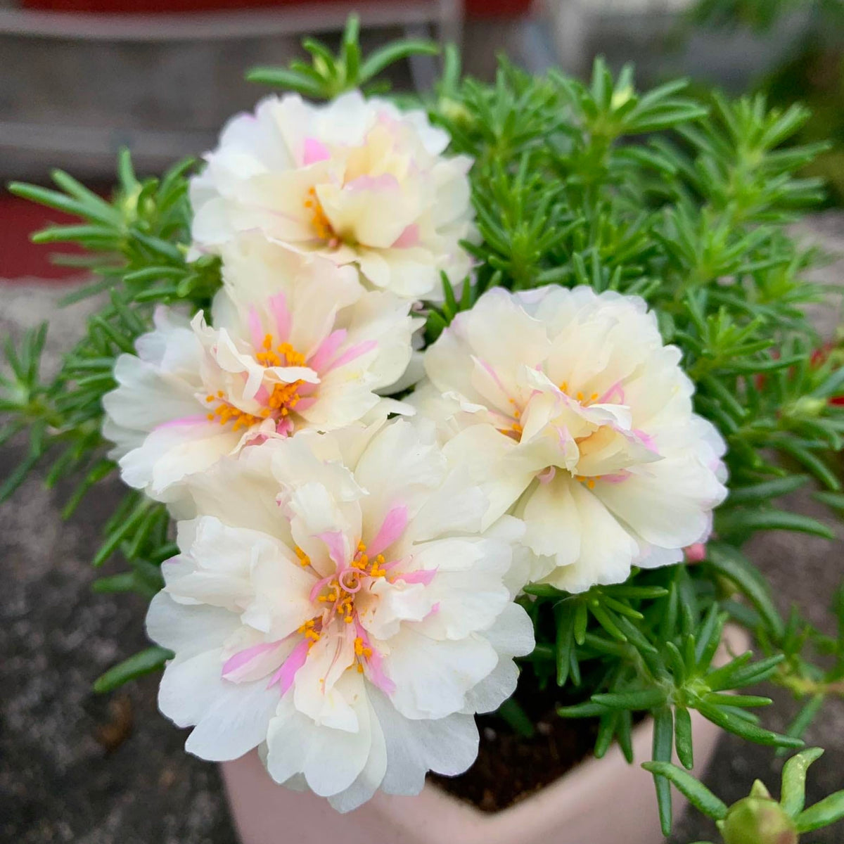 Portulaca 'Sundial Mix' Seeds - Moss Rose Seeds, 30 seeds