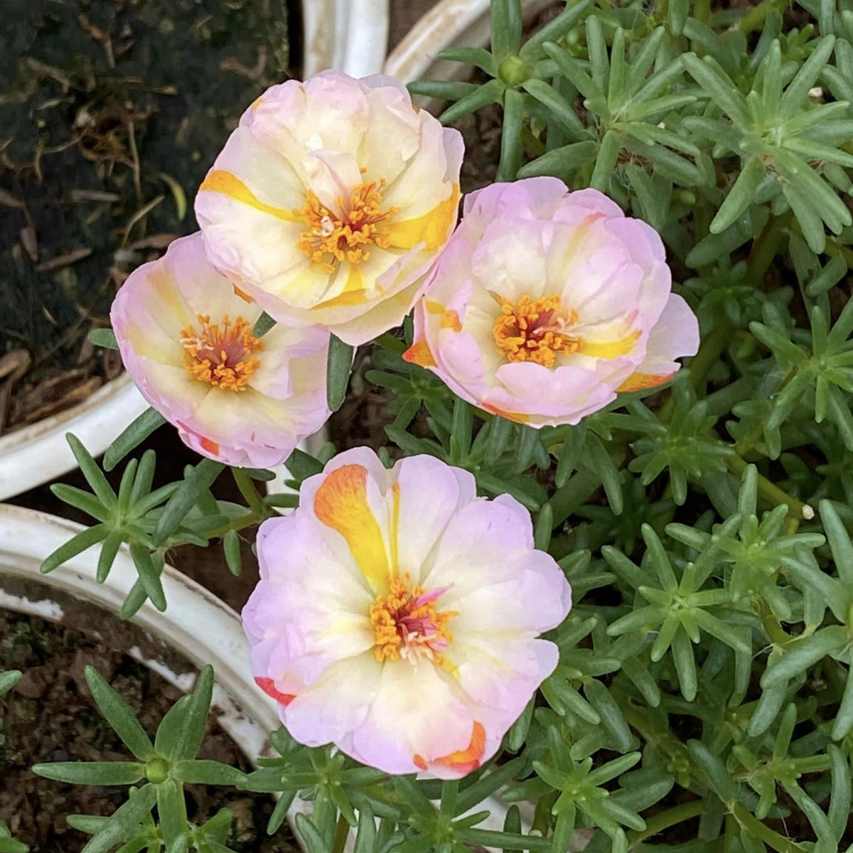Portulaca 'Sundial Mix' Seeds - Moss Rose Seeds, 30 seeds