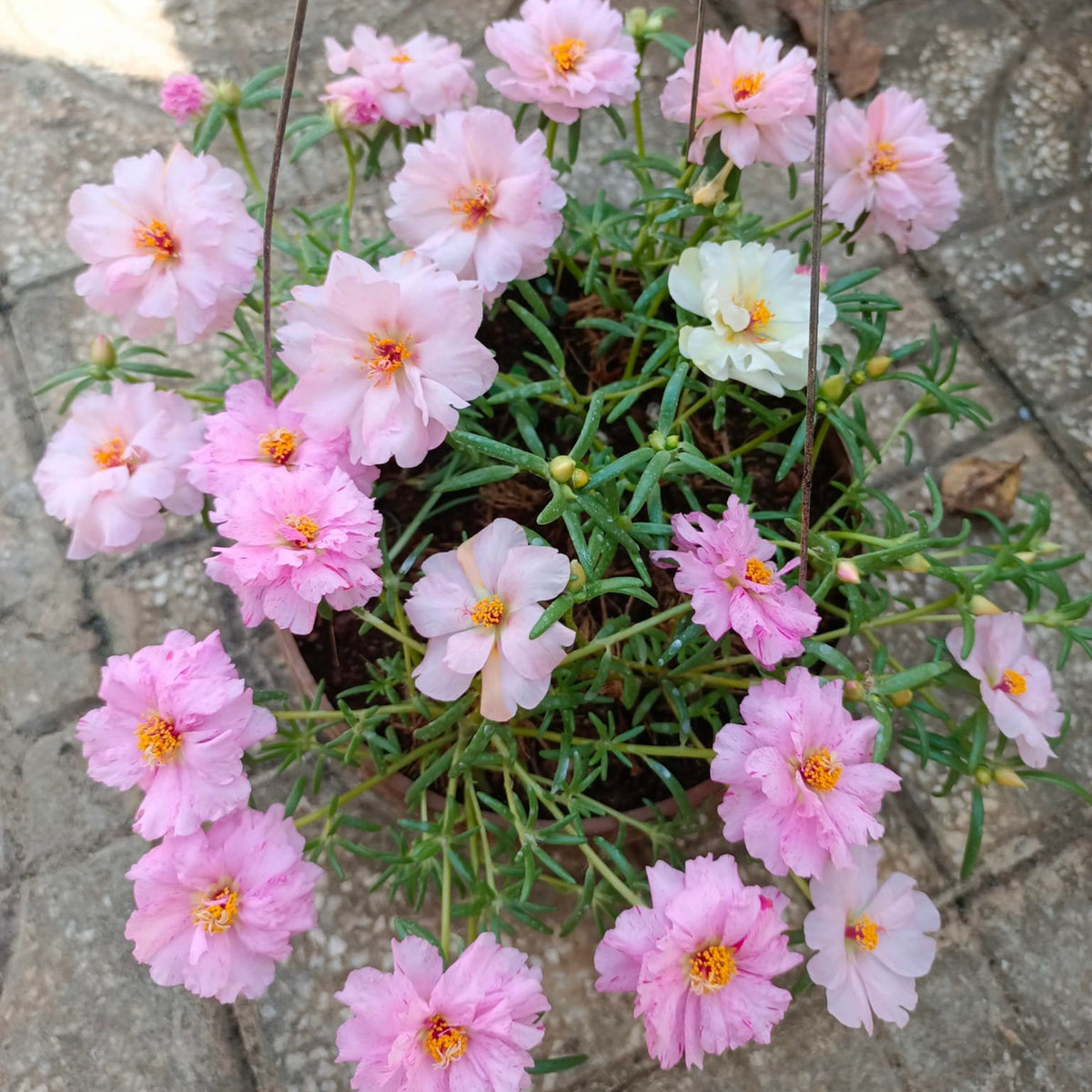 Portulaca 'Sundial Mix' Seeds - Moss Rose Seeds, 30 seeds