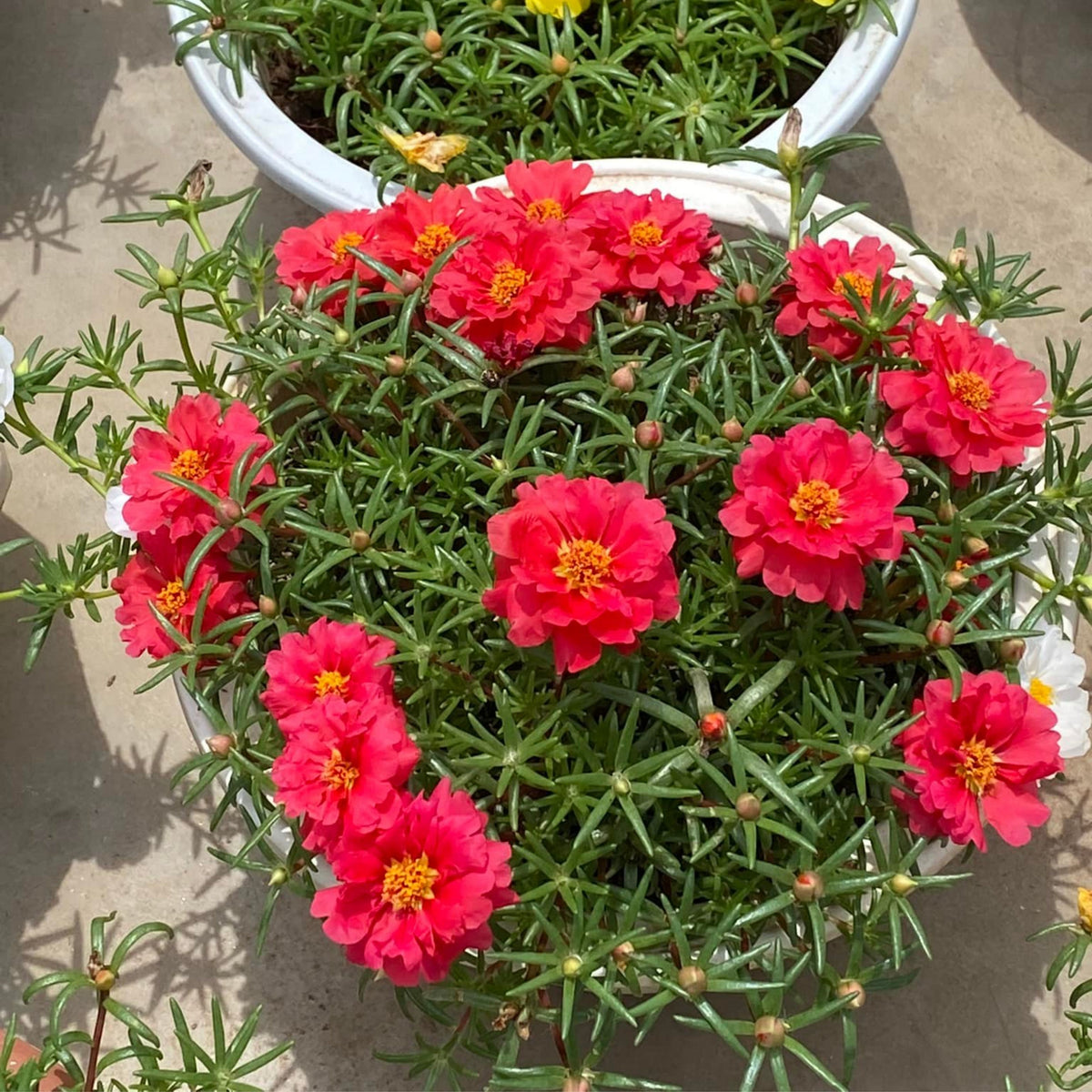 Portulaca 'Sundial Mix' Seeds - Moss Rose Seeds, 30 seeds
