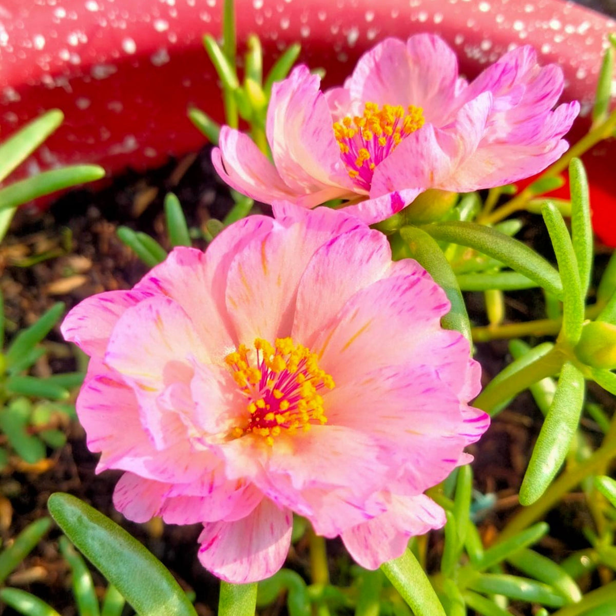 Portulaca 'Sundial Mix' Seeds - Moss Rose Seeds, 30 seeds