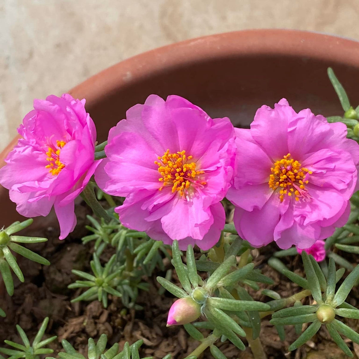 Portulaca 'Sundial Mix' Seeds - Moss Rose Seeds, 30 seeds