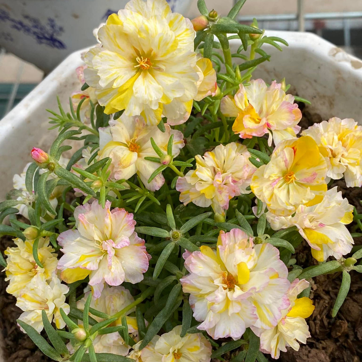 Portulaca 'Sundial Mix' Seeds - Moss Rose Seeds, 30 seeds