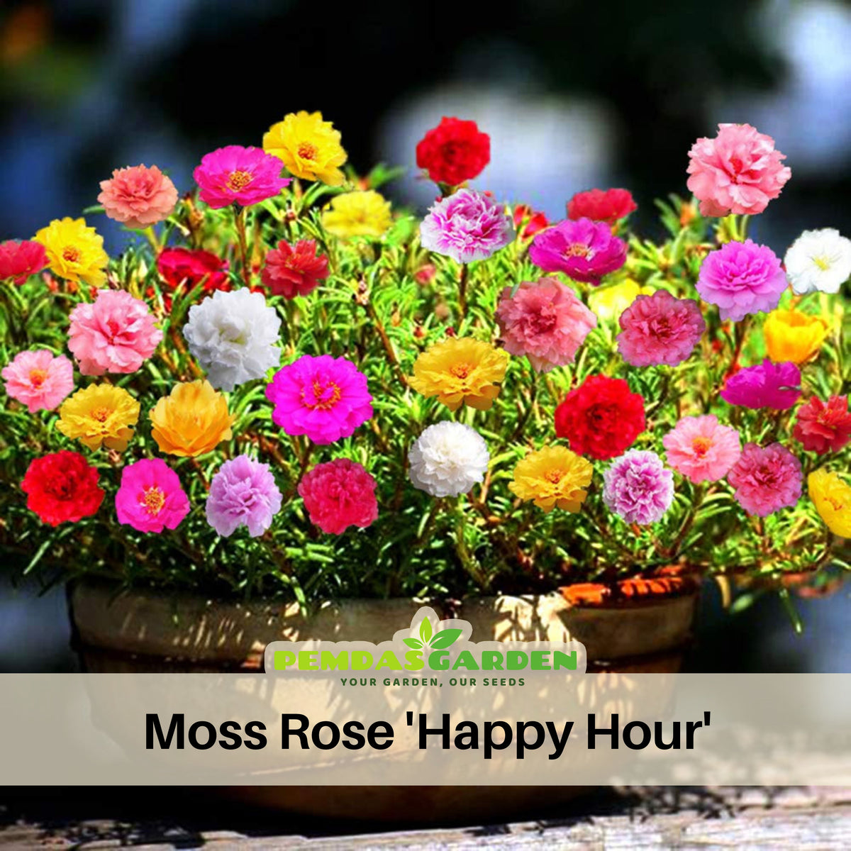 Moss Rose 'Happy Hour' Seeds - Moss Rose Seeds, 30 seeds