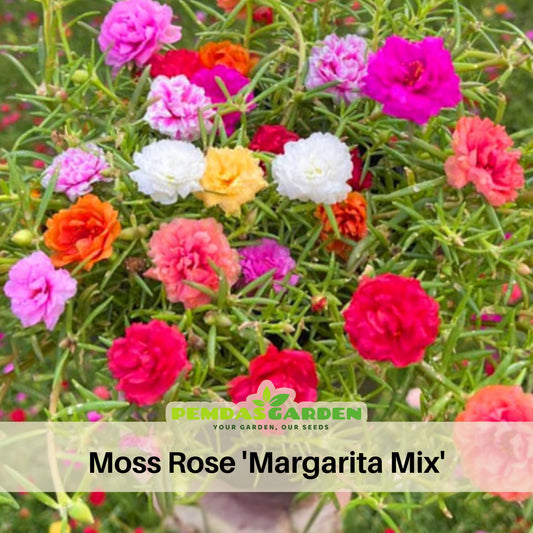 Portulaca 'Margarita Mix' Seeds - Moss Rose Seeds, 30 seeds