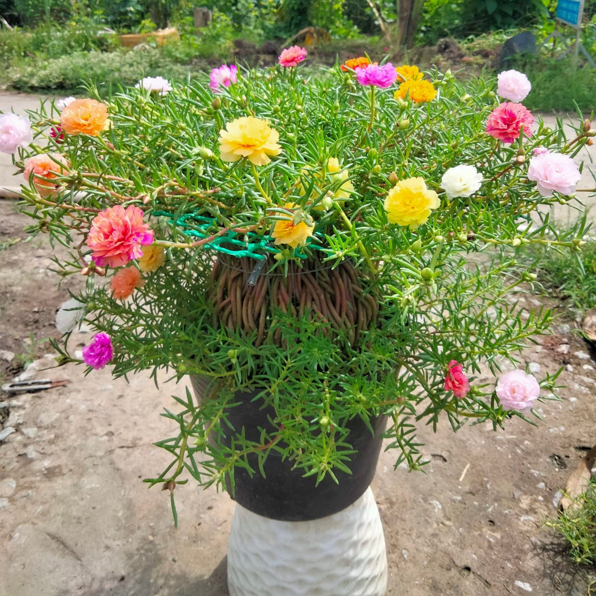 Portulaca 'Margarita Mix' Seeds - Moss Rose Seeds, 30 seeds