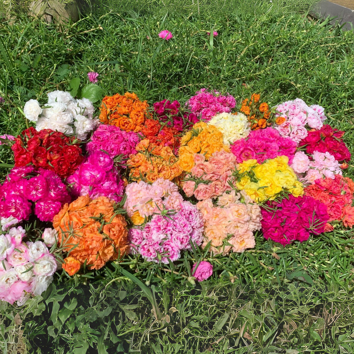 Portulaca 'Margarita Mix' Seeds - Moss Rose Seeds, 30 seeds