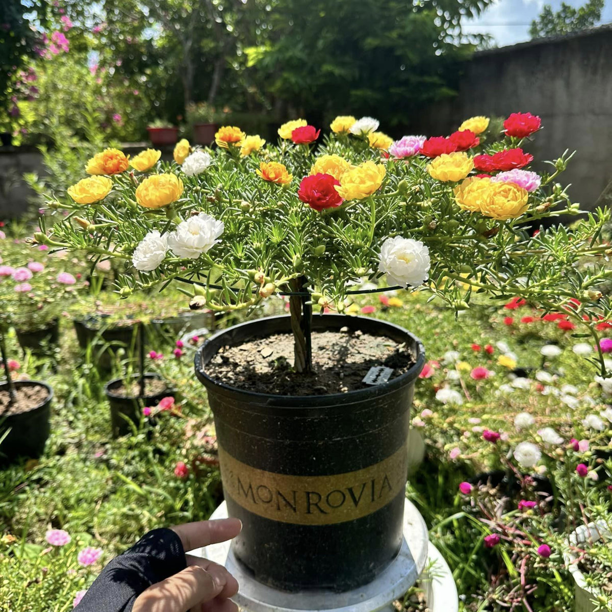 Portulaca 'Margarita Mix' Seeds - Moss Rose Seeds, 30 seeds
