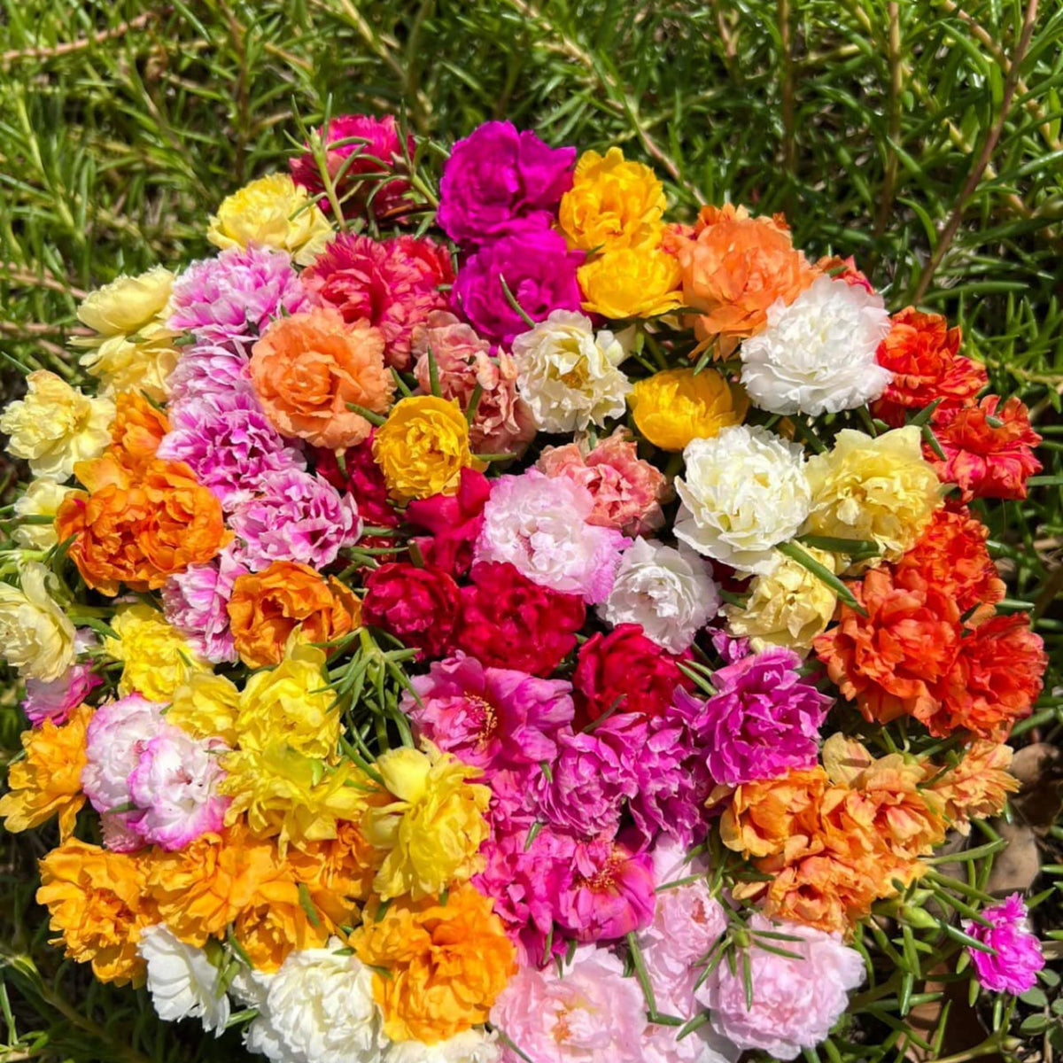 Portulaca 'Margarita Mix' Seeds - Moss Rose Seeds, 30 seeds