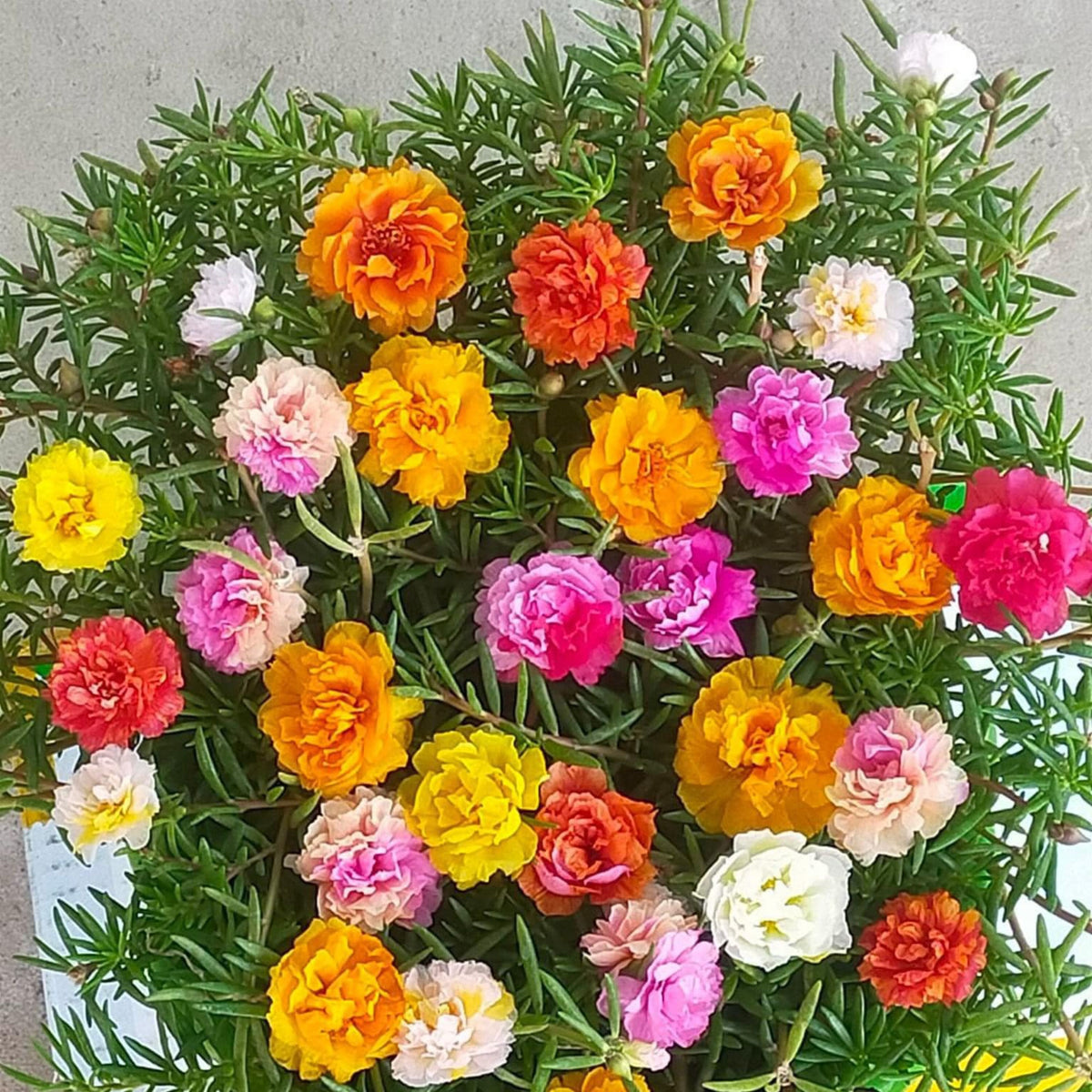 Portulaca 'Margarita Mix' Seeds - Moss Rose Seeds, 30 seeds