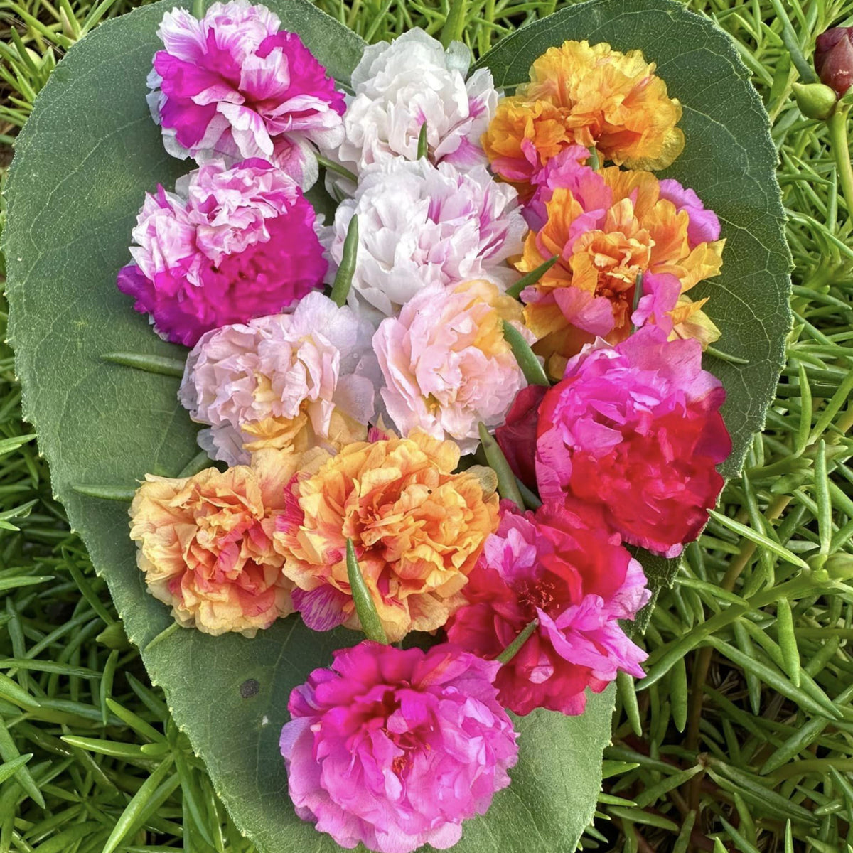 Portulaca 'Margarita Mix' Seeds - Moss Rose Seeds, 30 seeds