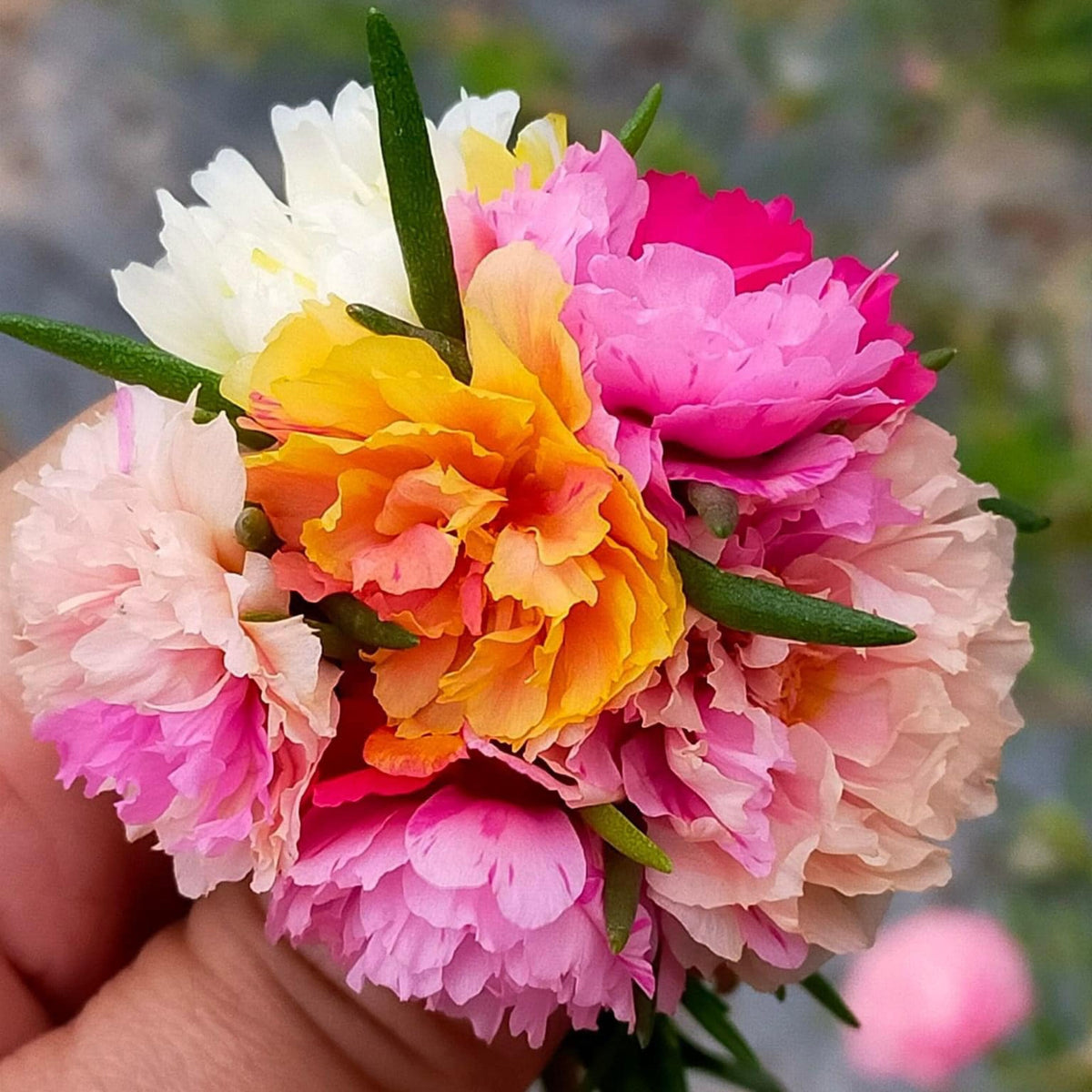 Portulaca 'Margarita Mix' Seeds - Moss Rose Seeds, 30 seeds