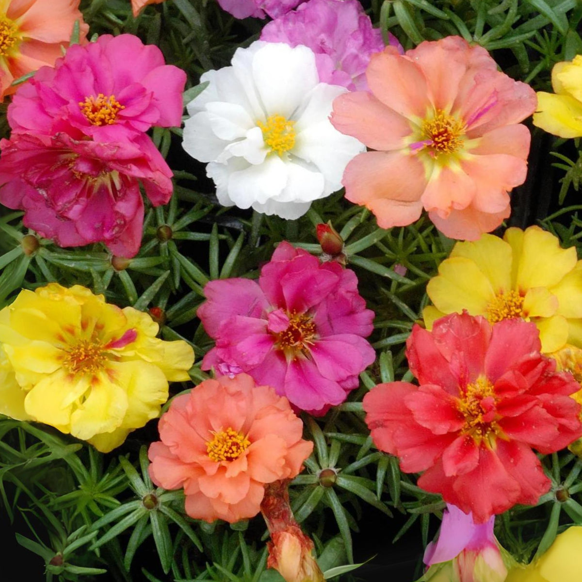 Portulaca Grandiflora 'Sundial Series' Seeds, 30 seeds