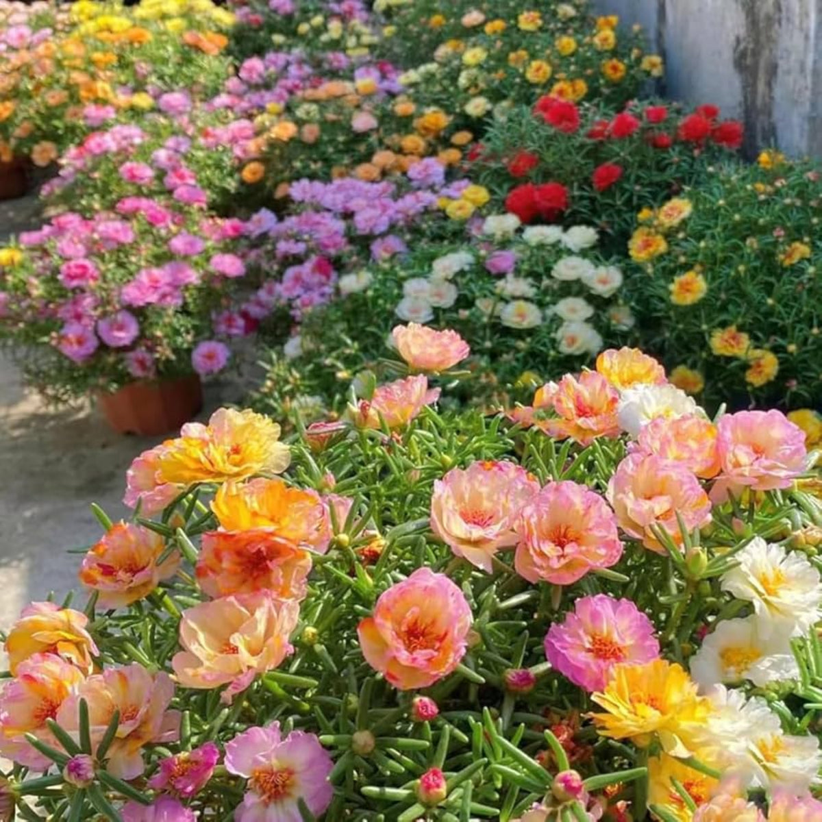 Portulaca Grandiflora 'Sundial Series' Seeds, 30 seeds