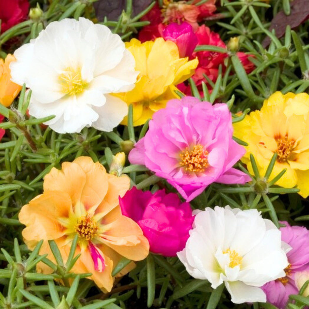 Portulaca Grandiflora 'Sundial Series' Seeds, 30 seeds