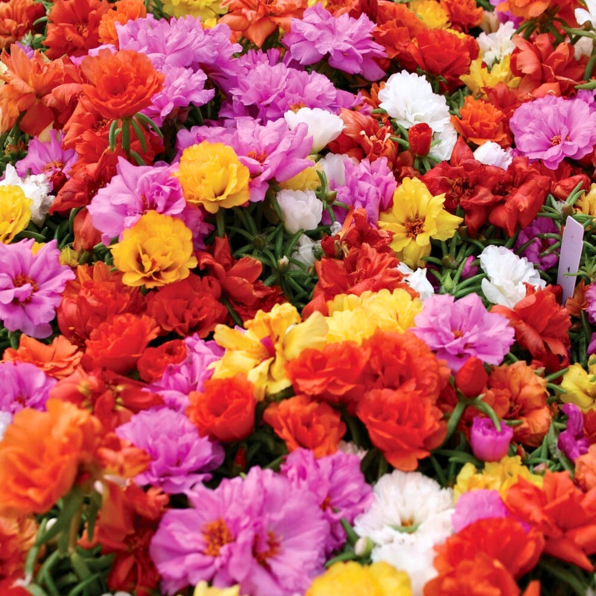 Portulaca Grandiflora 'Sundial Series' Seeds, 30 seeds