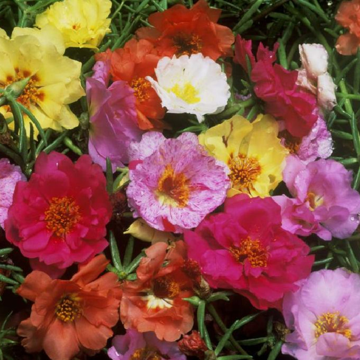 Portulaca Grandiflora 'Sundial Series' Seeds, 30 seeds